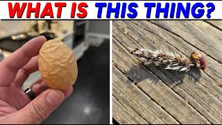 50+ MYSTERIOUS FINDS That Look Like Something From A Sci-Fi Movie!