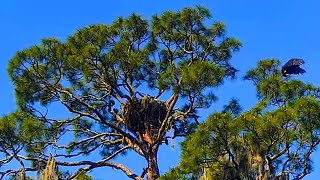 Bald Eagle Legacy Fledges In The Hamlet