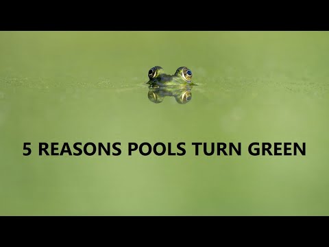 Video: Why Does The Water Turn Green