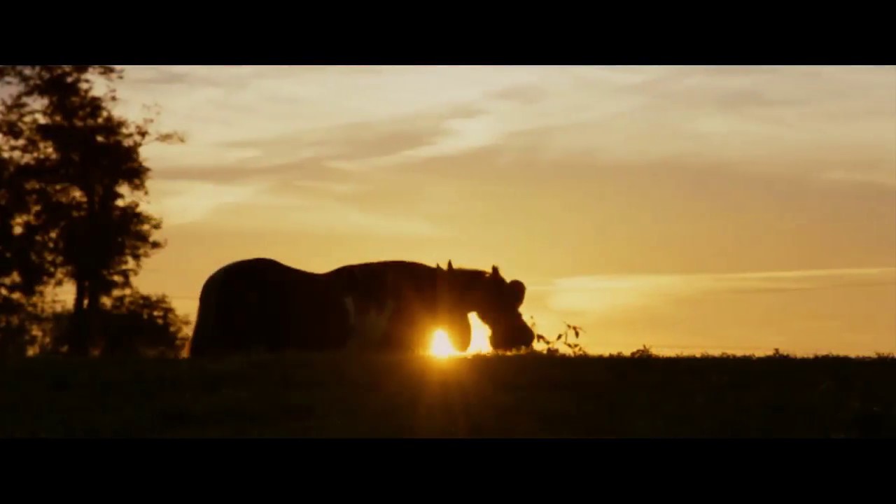 Visit Middleburg, Virginia - The Nation's Horse & Hunt Capital