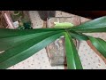 Орхидеи Без Грунта | Открытая Система Посадки | Уход и Содержание