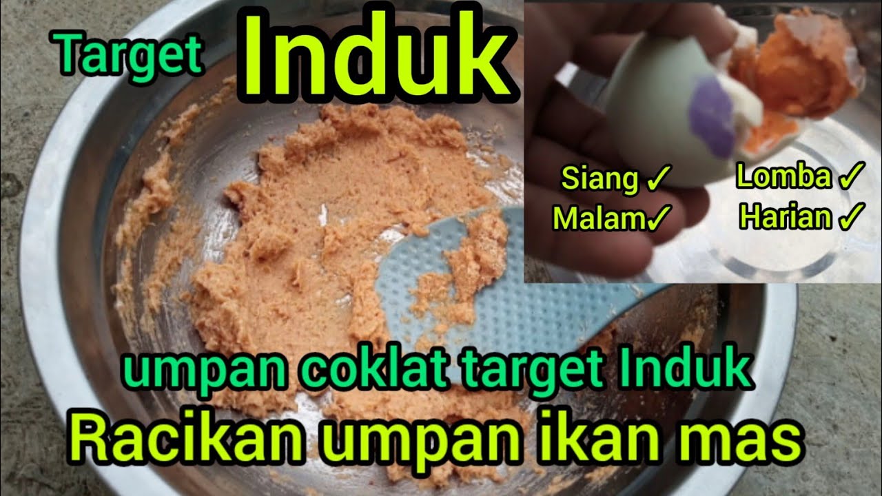 AMPUH UNTUK TARGET INDUK,,!!!, racikan umpan ikan mas, ampuh untuk target Induk,