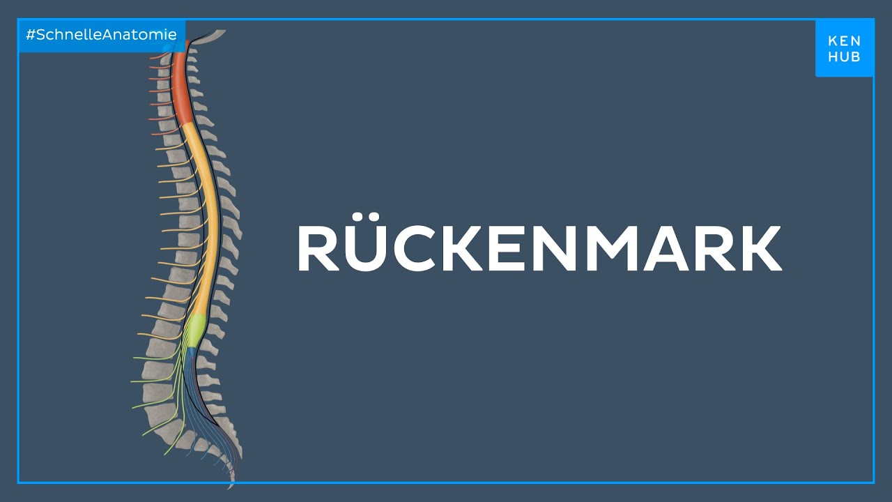 Rückenmark - Anatomie einfach erklärt | Kenhub