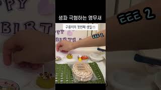 생파 극혐 앵  🎶danmoo-birthday #cockatiel #앵무새 #parrot #반려동물 #왕관앵무 #cute #pets #동물 #animal #cute #앵무새키우기