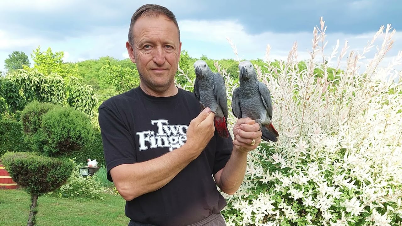 Odgajivacnica papagaja Zdravkovic 2023god