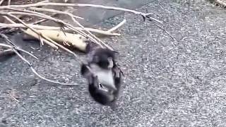 Little Punch the Baby Monkey Finds Joy With His New Friends 🐒✨