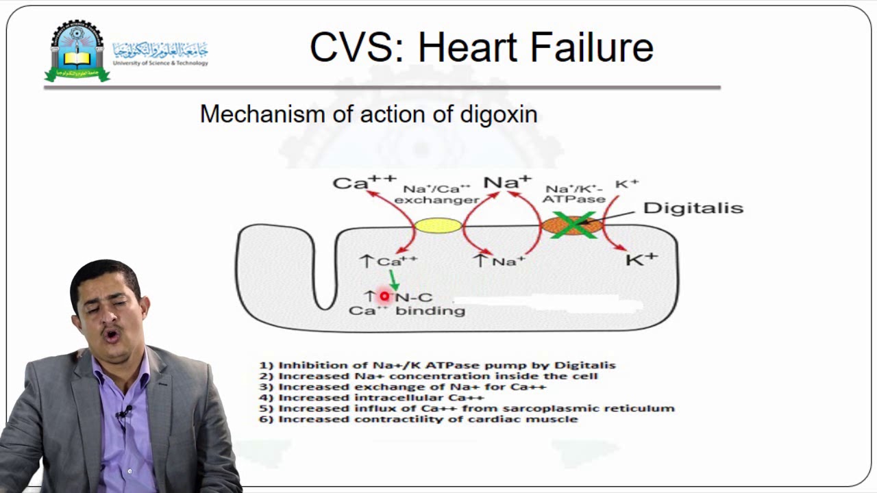 الحلقة الحادية عشر (Cardiovascular System Congestive Heart failure)- مقرر علم الادوية1