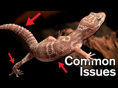 Videó: Leopard Gecko elszórási problémák
