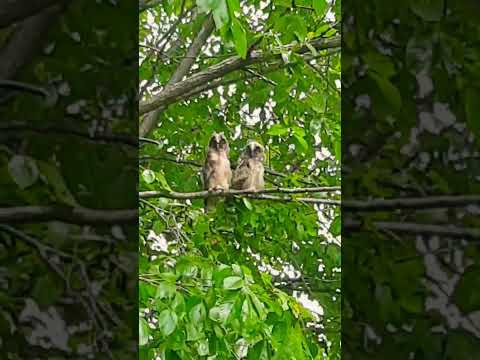 Филины🦉🦉🦉