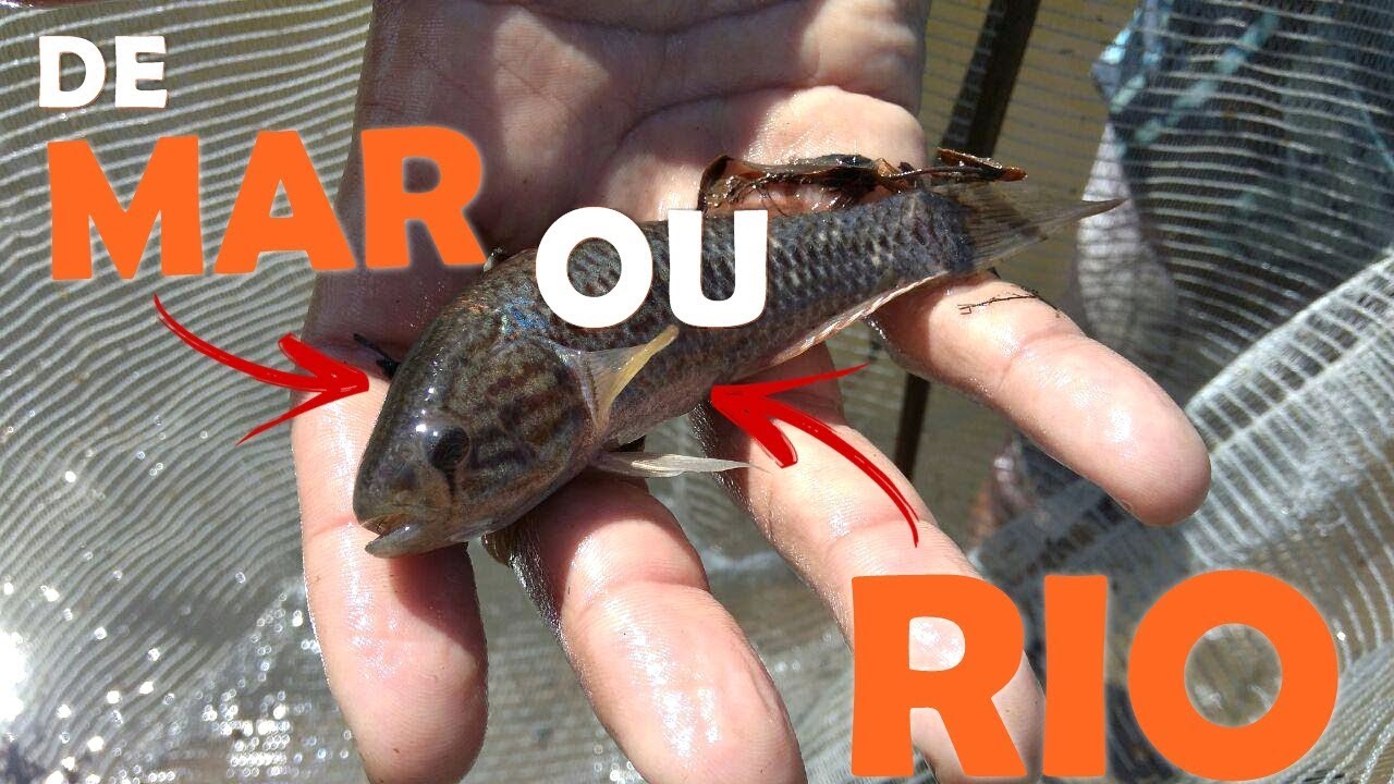 NA ÁGUA SALOBRA TEM TUDO! YouTube NA ÁGUA SALOBRA TEM TUDO! YouTube