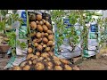 Wish I knew about these high-yield potato growing methods at home sooner. Let&#39;s explore