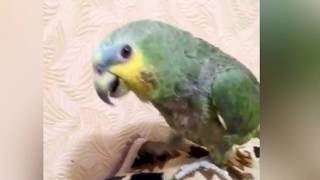 ГОВОРЯЩИЙ ПОПУГАЙ =^..^= Йоркширский терьер =^..^= СМЕШНЫЕ ЖИВОТНЫЕ ГОВОРЯЩИЙ ПОПУГАЙ =^..^= Йоркширский терьер =^..^= СМЕШНЫЕ ЖИВОТНЫЕ