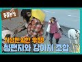 ‘인기 폭발‘ 스모모×골디, 모두를 놀라게 한 기상천외한 우정! I TV동물농장 (Animal Farm) | SBS Story
