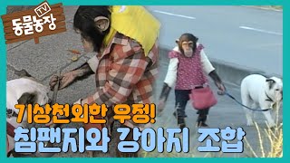 ‘인기 폭발‘ 스모모×골디, 모두를 놀라게 한 기상천외한 우정! I TV동물농장 (Animal Farm) | SBS Story