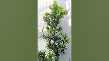 Cây Tùng La Hán Hợp Tuổi Nào? Trồng Đúng Người - Lộc Đến Không Ngờ #tùnglahán #tunglahan