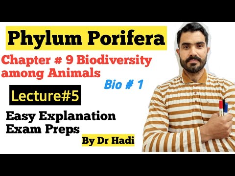 Phylum Porifera or Parazoa in Urdu Hindi by Dr Hadi