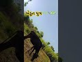#song #love #coversong #pa #pashtosong