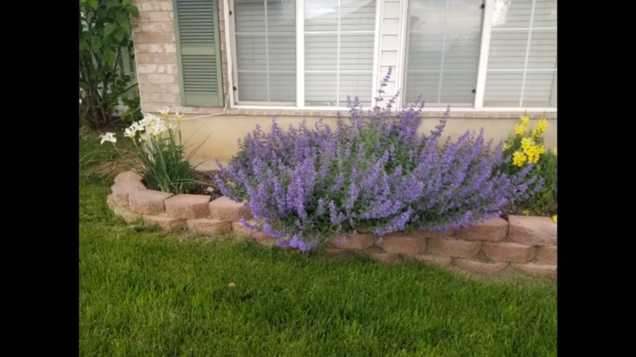 How To Grow Catmint Nepeta X Faassenii Walker S Low Youtube