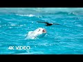 Fish vs bird  4ku blue planet ii  bbc earth