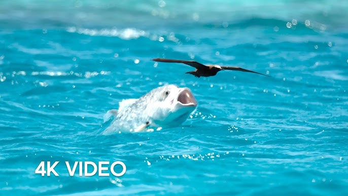 Watch: Baby goose pulls a fast one to escape from leopard