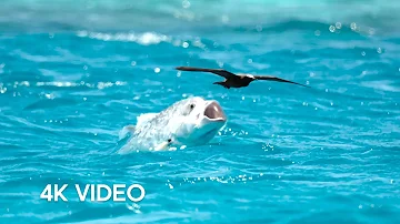 Fish vs Bird | 4KUHD | Blue Planet II | BBC Earth