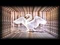 Elegant Swan 4K | Soft Romantic Aesthetic | Calm Screensaver