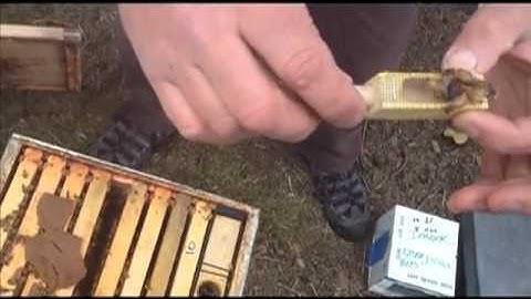 Watch 10,000 bees move from a box to their new hive