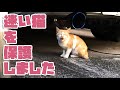 人に向かって鳴き続けた迷い猫を保護しました。茶トラ白ちゃん