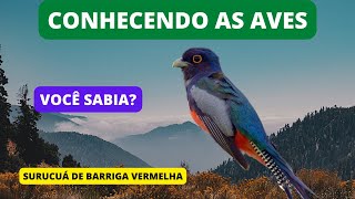 Curiosidades Sobre o SURUCUÁ-DE-BARRIGA-VERMELHA - Blue-crowned Trogon - Brazilian Birds Singing