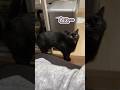 猫に愛情を注ぎ過ぎると、こうなります…