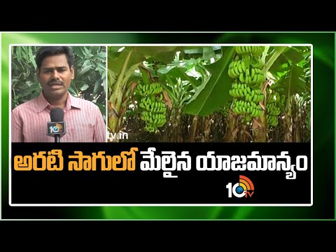 అరటి సాగులో మేలైన యాజమాన్యం | Banana Cultivation Techniques | Matti Manishi | 10TV