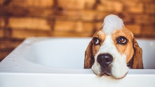 Beagle IQ: Test Your Dog's Intelligence!