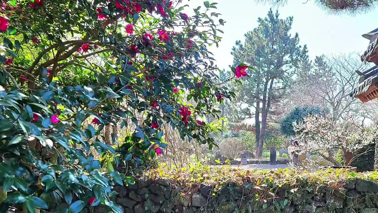 제주 노리매 매화공원 (Jeju Norimae Plum Blossom Park)