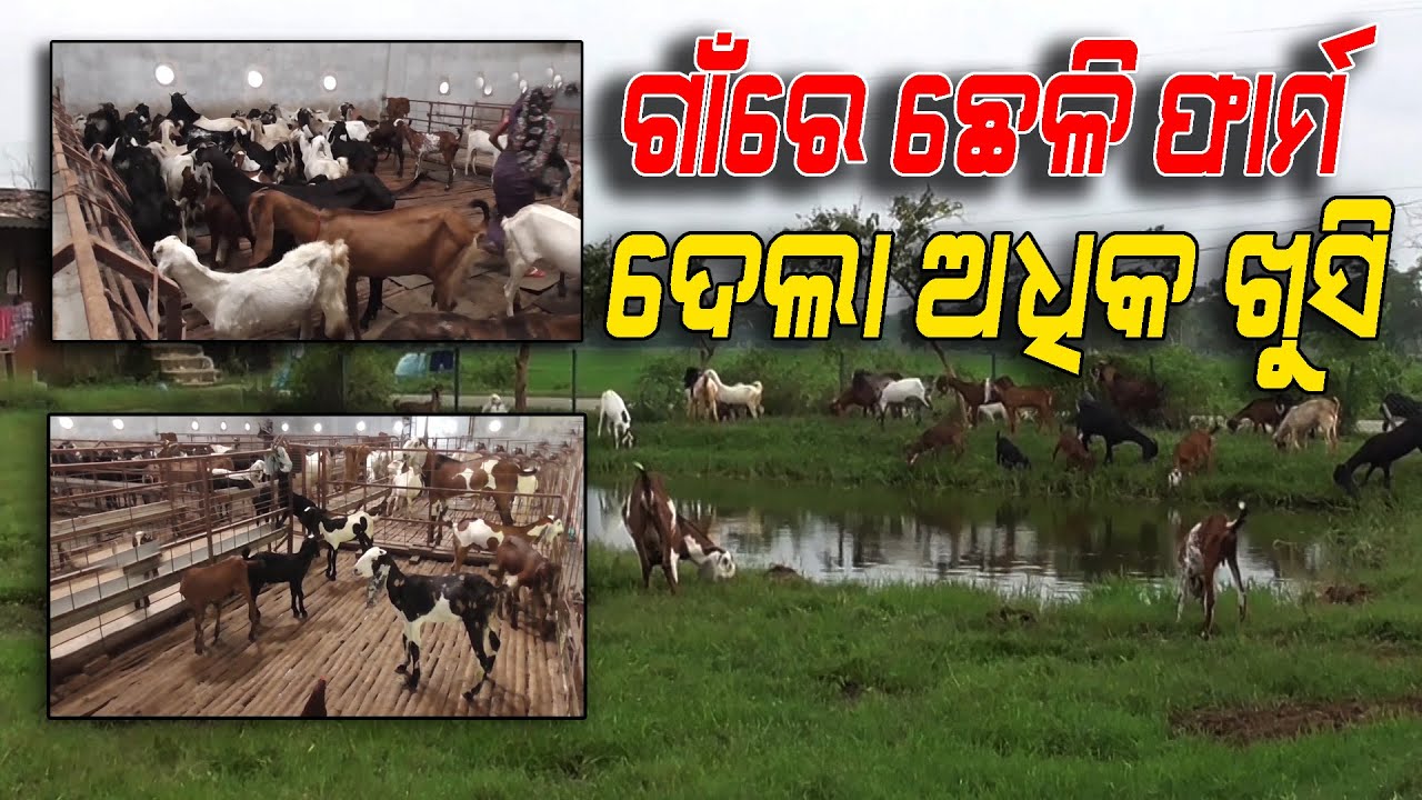 Chheli palana re engineer nka safalata | ବିଦେଶରୁ ଫେରି ଛେଳି ପାଳନରେ ଇଞ୍ଜିନିୟରଙ୍କ ସଫଳତା