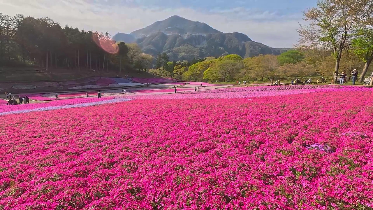 Saitama Prefecture, Hitsujiyama Park (2026-04-12) Moss Phlox - YouTube