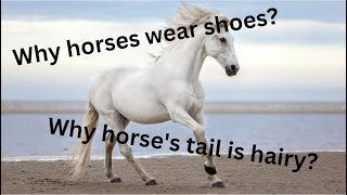 Why horse's tail is hairy?Why do horse's wear shoes?