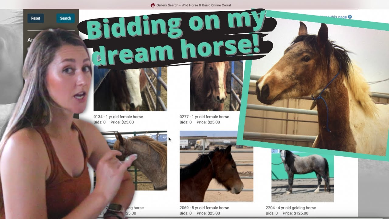 Bidding on my dream horse + HOW TO adopt a Wild Mustang YouTube