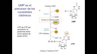 Teórica Metabolismo de bases nitrogenadas. Parte 3.