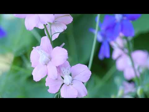 Einjähriger Rittersporn, dankbare Sommerblume für die Sonne