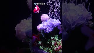 初夏の花と金魚