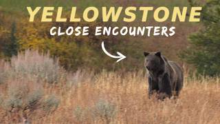 Yellowstone and Beartooth Wildlife in October (7 days in the mountains)