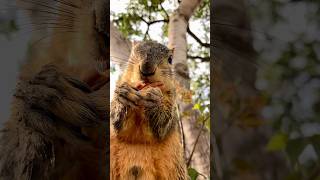 Watching construction at lunchtime with Little Chubby the Squirrel #animals #city #sounds #work #fyp
