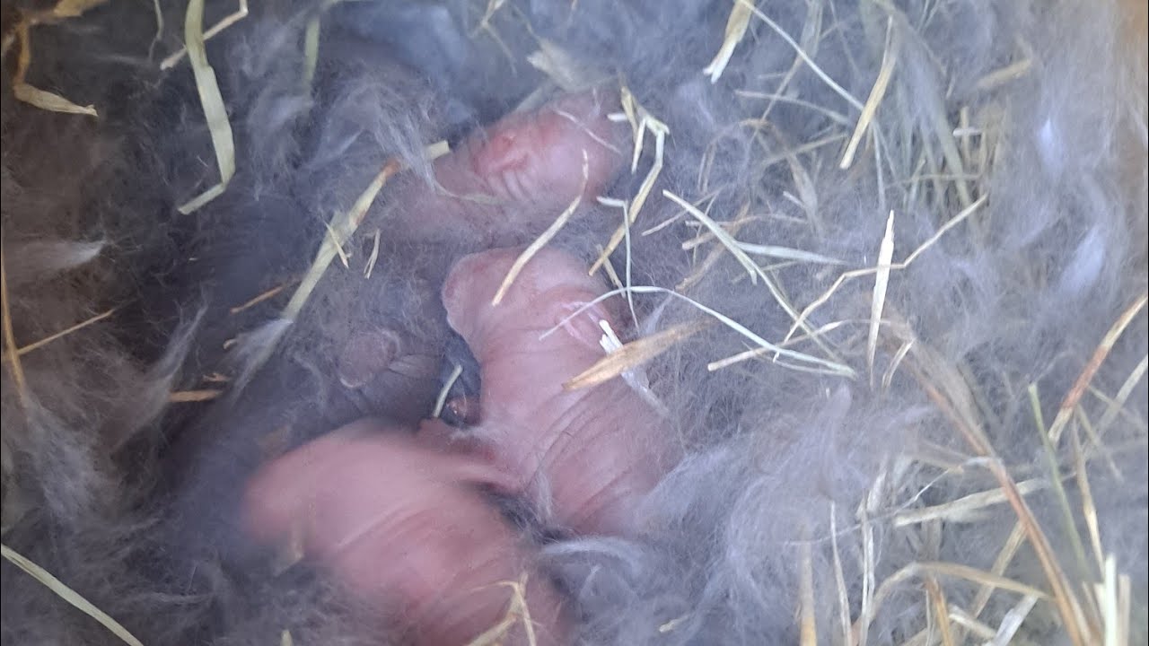 Fresh litter of baby rabbits. Born 2/6_2024 - YouTube