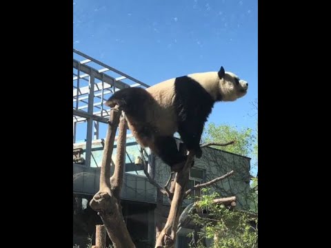 Panda Splits - YouTube