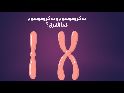 فيديو: هل يسمى نصفي الكروموسوم المضاعف؟