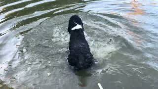 Springer Spaniel funny best English awesome