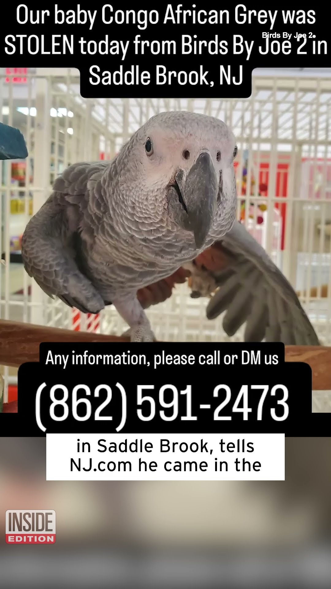 African Gray Parrot Worth $7k Stolen From Pet Store #shorts