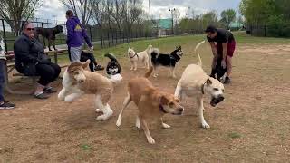 Dog Park TV The Wind Machine was turned to 11 the crazy was turned to 12 an interesting day for all.