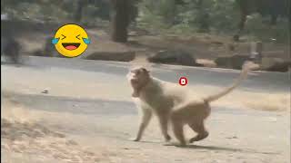 Laugh Out Loud with Our Favorite Mischievous Monkeys!😊😊😁😁| Clever Monkey