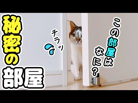 パパの秘密の部屋に入りたくて仕方がない愛猫が可愛い